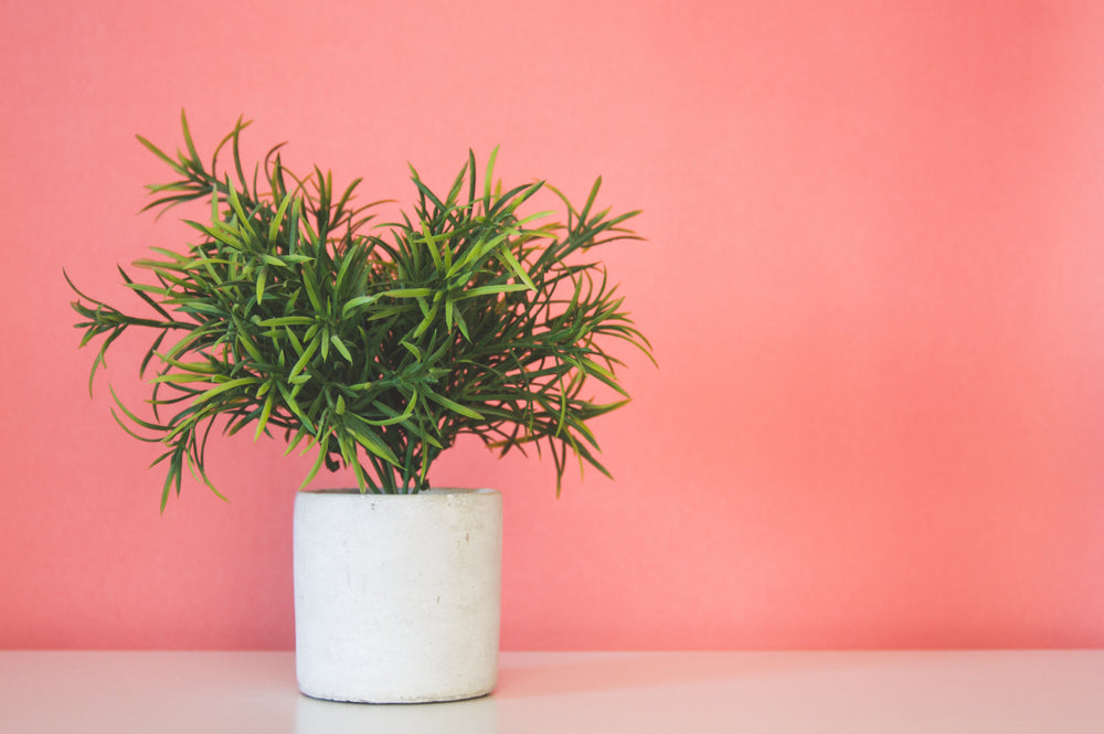 artificial plant in white pot