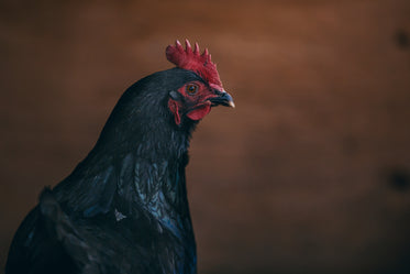 artistic chicken portrait