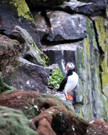 atlantic puffin perched atop rocky cliffs covered in moss