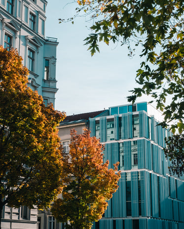 autumn falls on urban trees