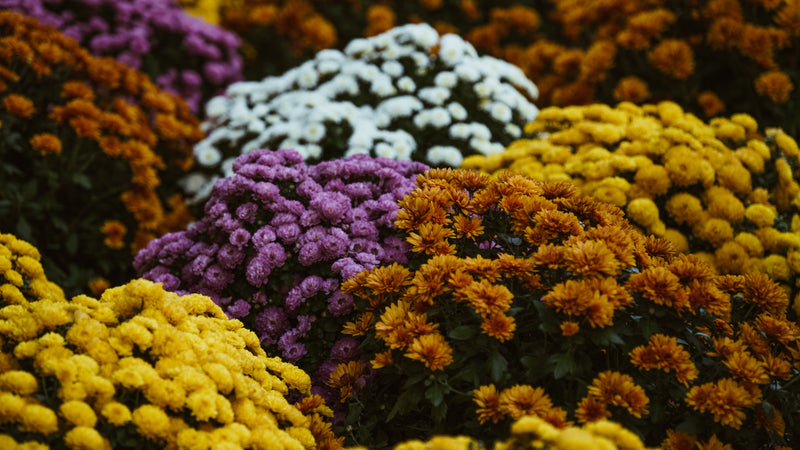 Autumn Flowers In Bloom