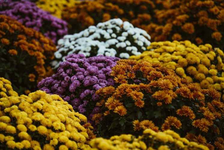 autumn-flowers-in-bloom.jpg?width=746&format=pjpg&exif=0&iptc=0