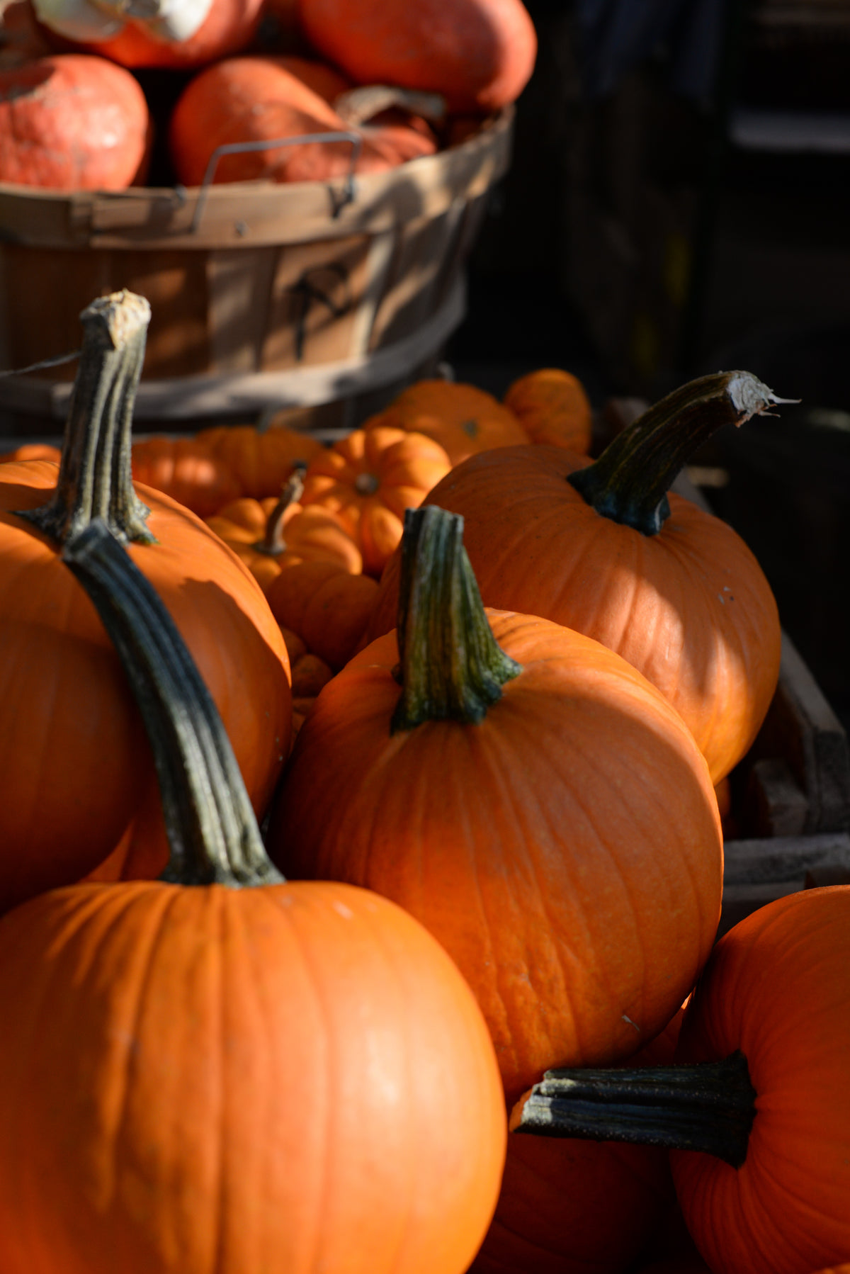 autumn harvest pumpkins and gourds