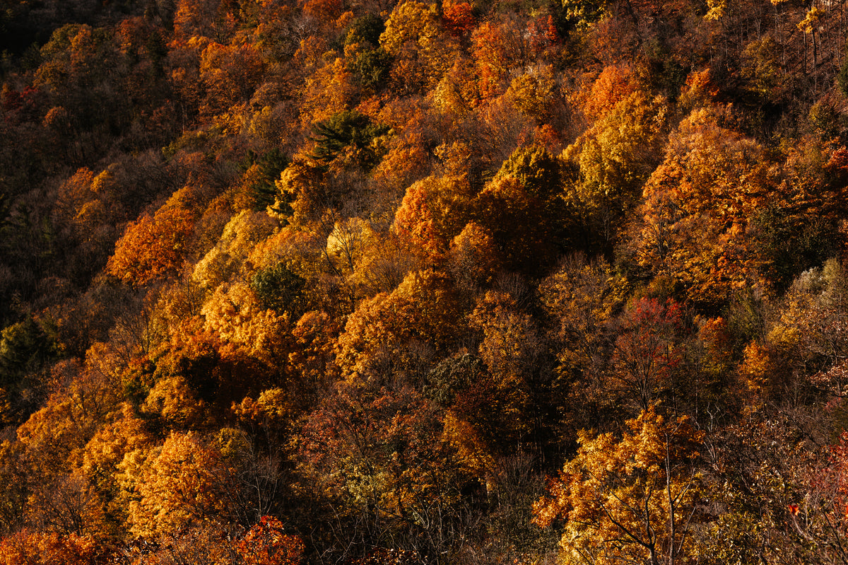 autumn leaves aerial tree tops
