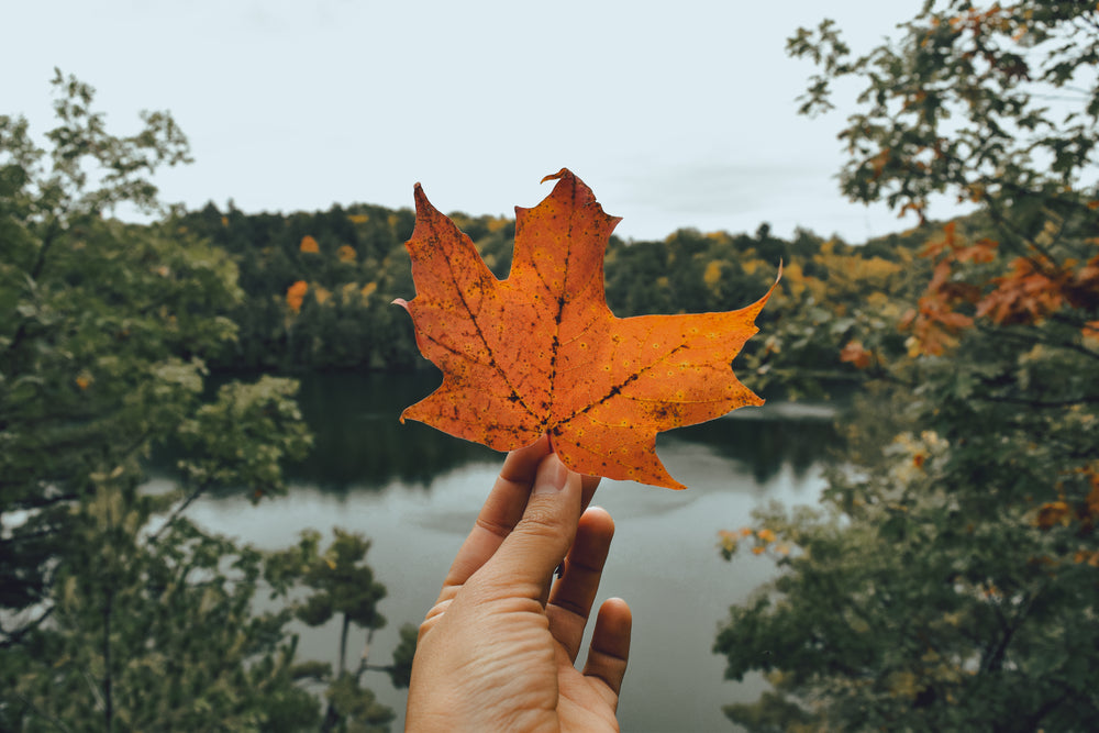 autumn leaves bright orange maple