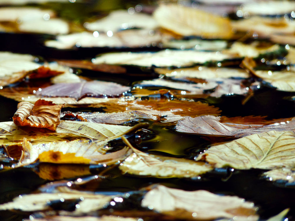 autumn leaves fallen on water