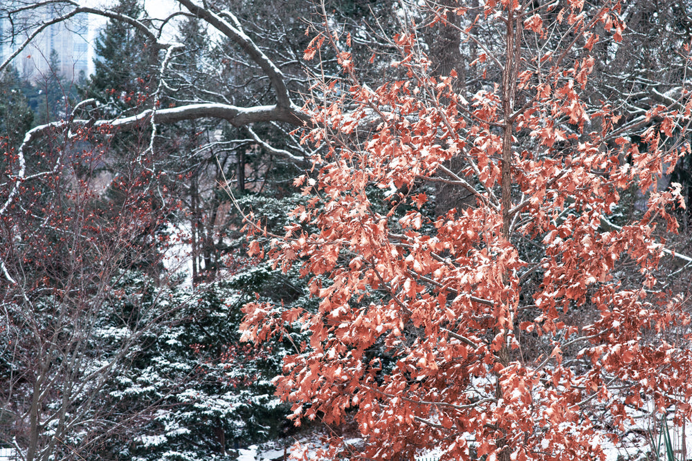 autumn leaves in a winter park