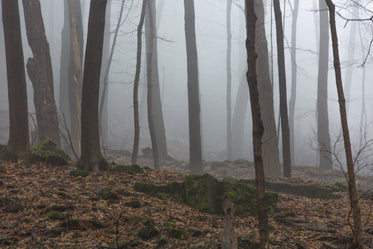 autumn leaves in forest