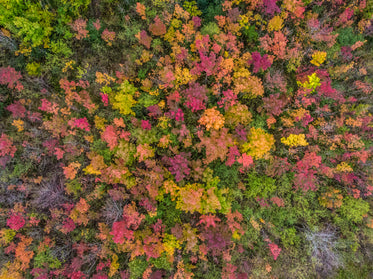 autumn leaves on tree canopy