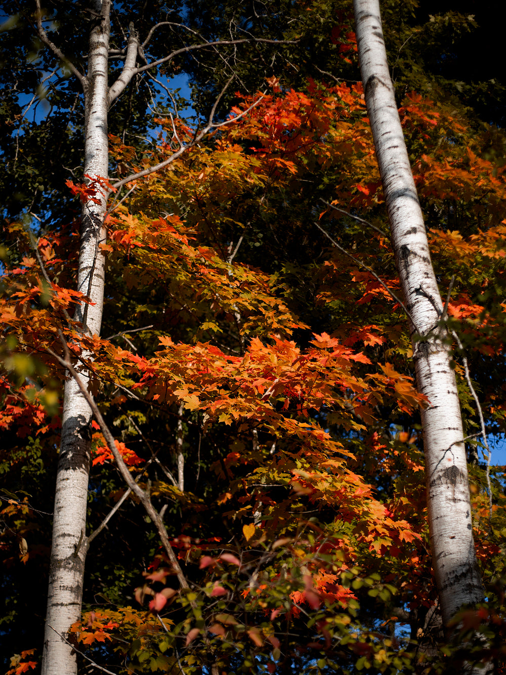 autumn leaves zig zag between trees like a trestle