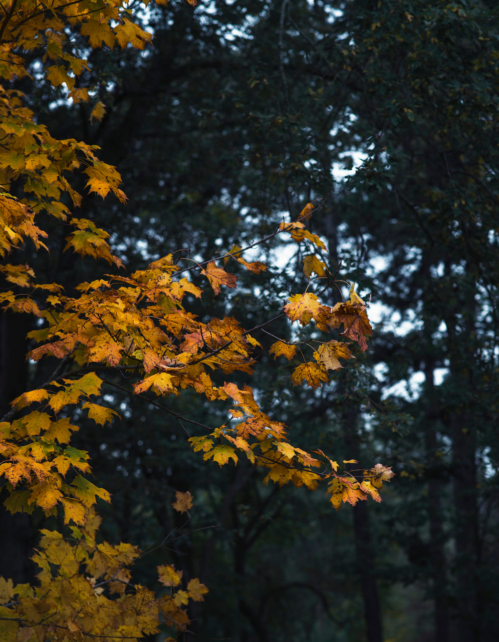 autumn tree leaves