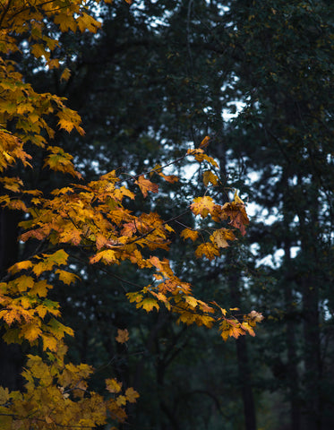 autumn tree leaves