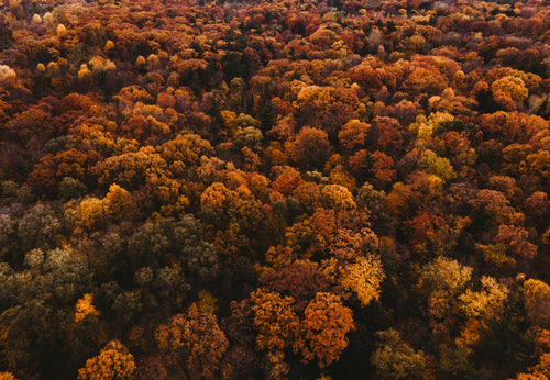 autumn trees covering the landscape