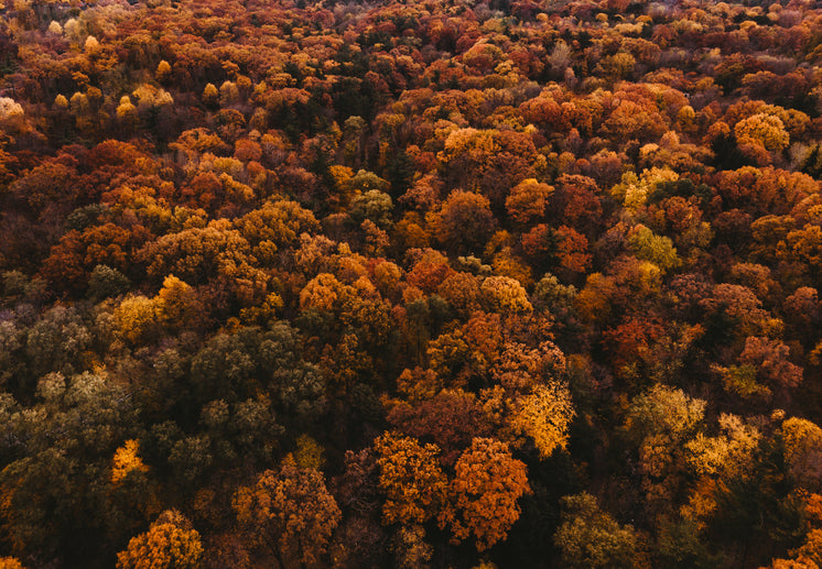 autumn-trees-covering-the-landscape.jpg?width=746&format=pjpg&exif=0&iptc=0