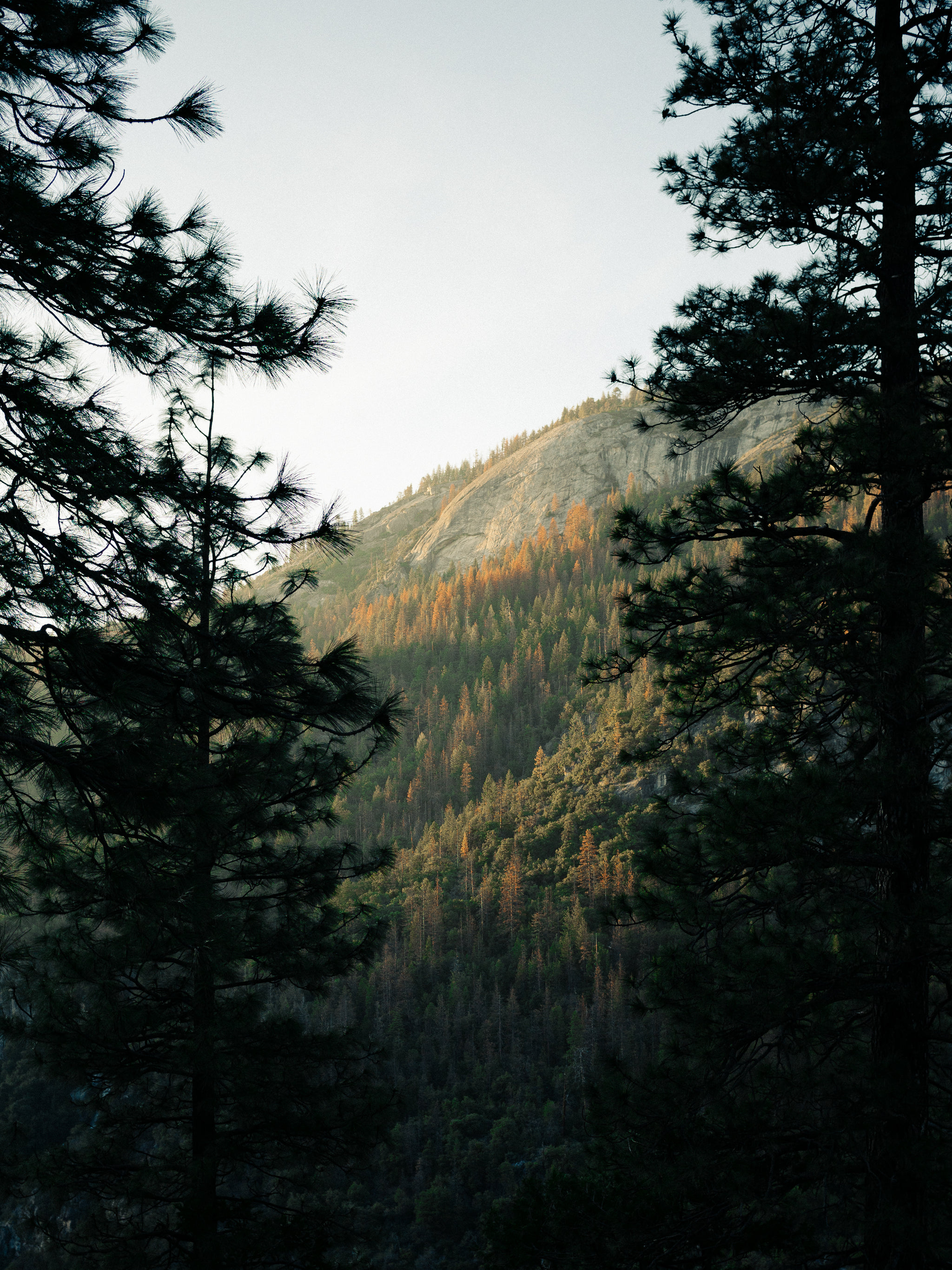 Autumn Trees & Hillside