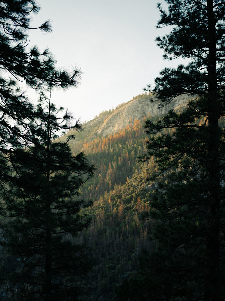 秋天的樹木和山坡