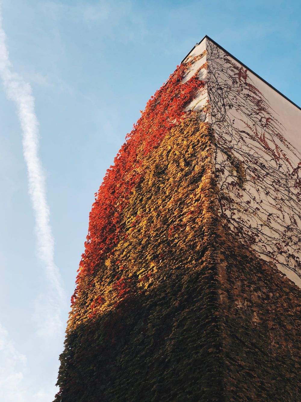 autumn vine leaves climb the wall of a building