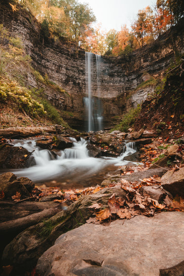 autumnal forest scene