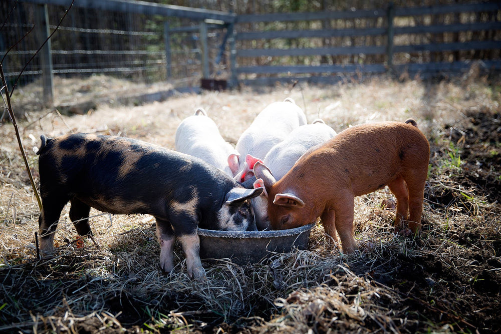 baby pigs eating on the farm