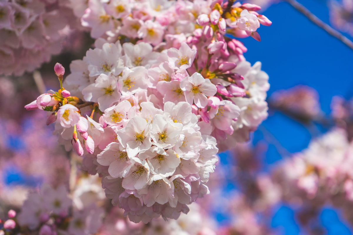春日的阳光照亮了粉红色的樱花和花蕾