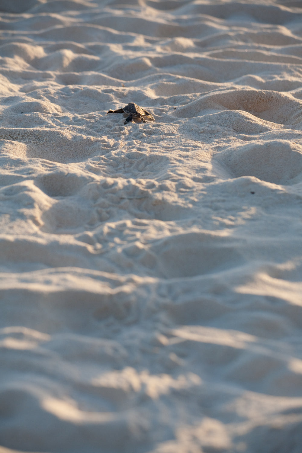 baby sea turtle escapes