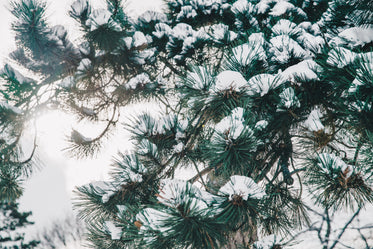 back light pine tree in snow