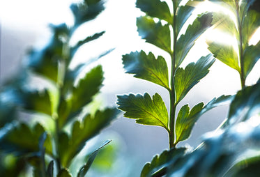 backlit detail of green leaves