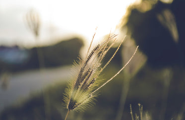 backlit plant glows in golden light