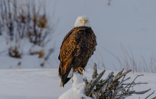 bald eagle stands in a snowy field