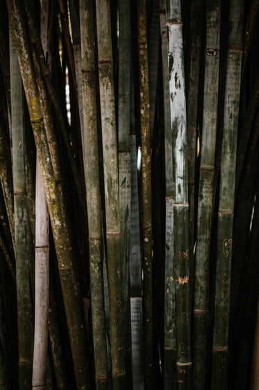 bamboo stand with carving and color variations