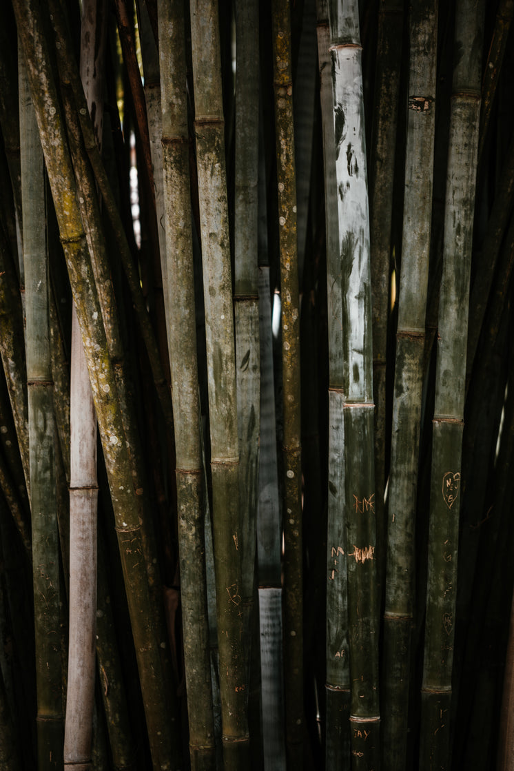 Bamboo Stand With Carving And Color Variations