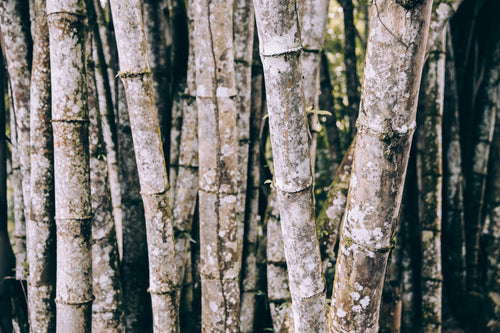 bamboo trunks weathered and covered in moss