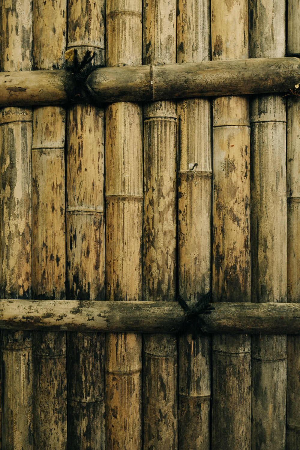 bamboo wall background