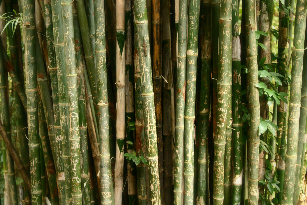 竹与雕刻