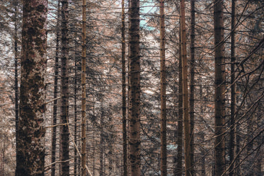 bare tree branches in a dense forest