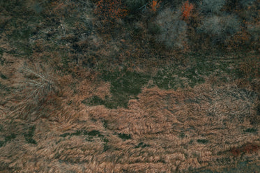 bare trees and tall brown grass