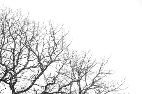 bare winter tree branches