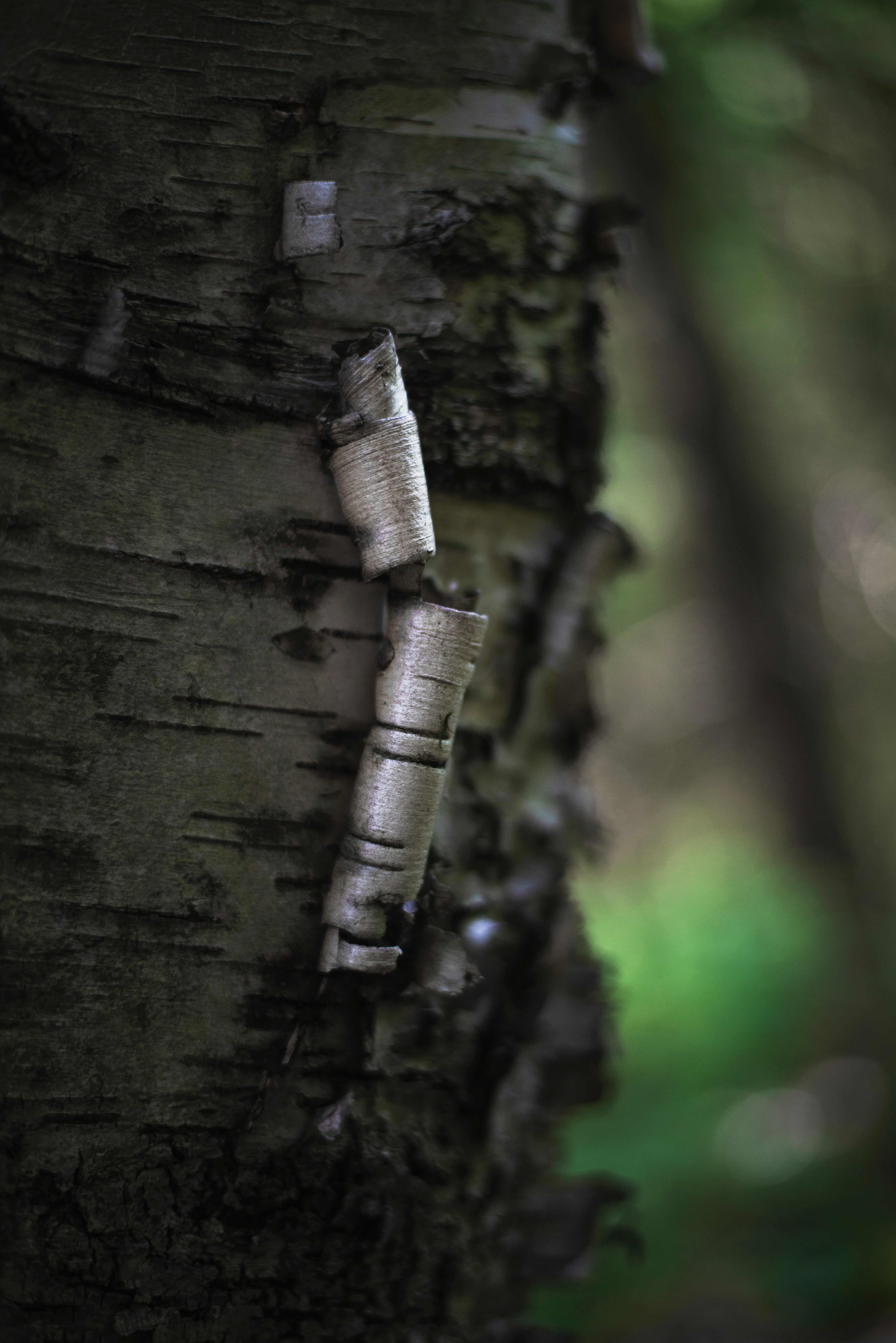 Bark of a birch tree peeling off - a Royalty Free Stock Photo from Photocase