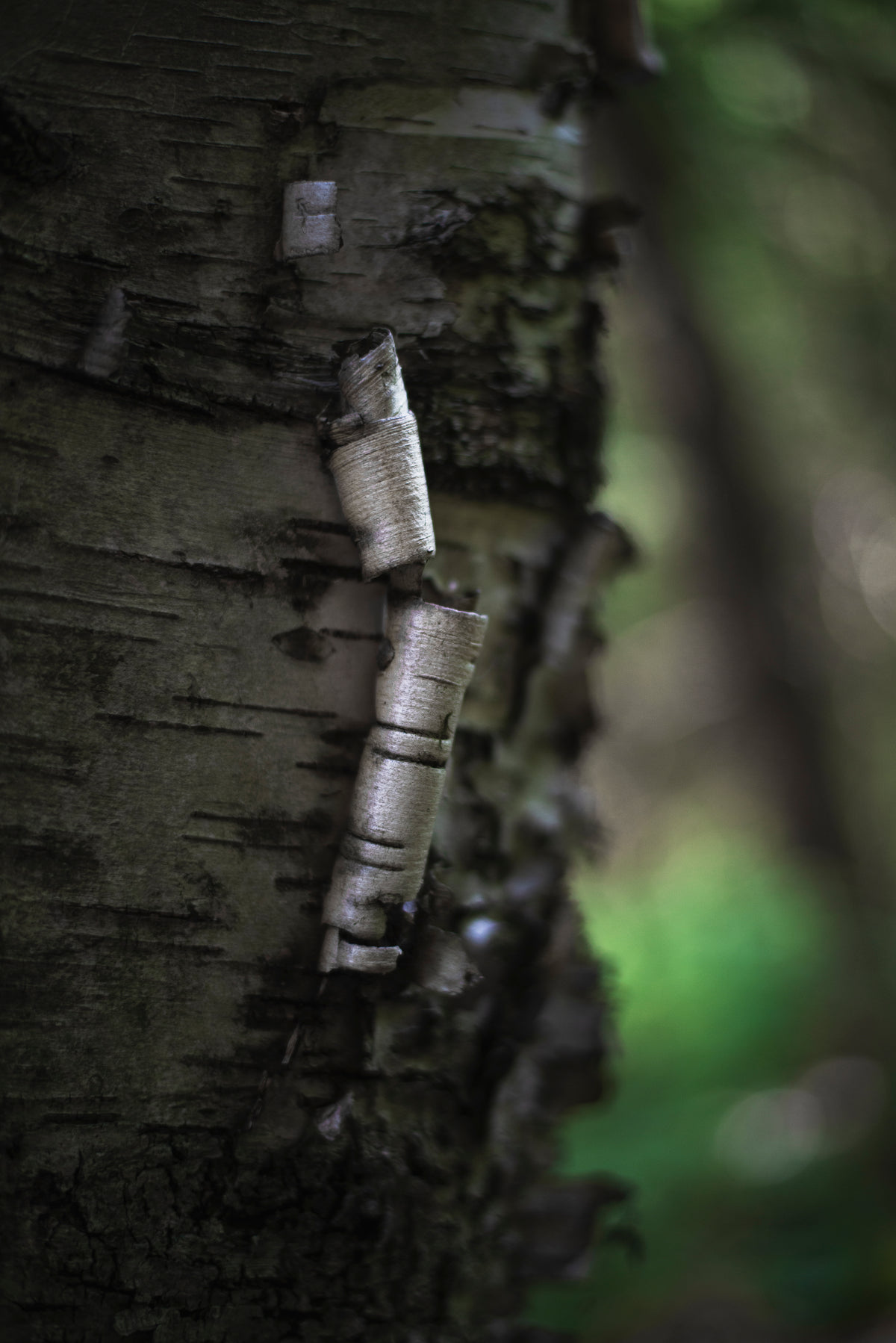 bark peeling away on birch tree