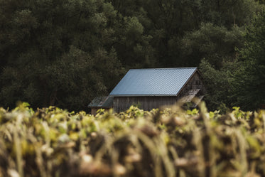 barn house in sunflower field