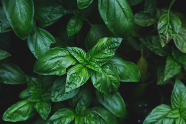 basil leaves glisten faintly from raindrops