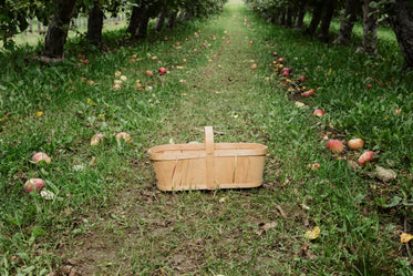 basket for apple picking in fruit orchard