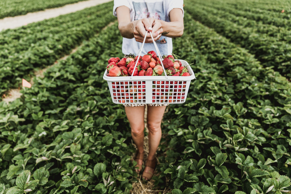 basket of berries