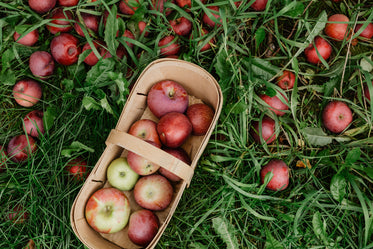 basket of fresh picked apple