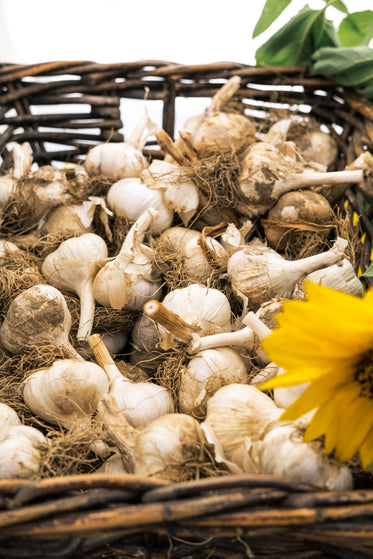 basket of garlic