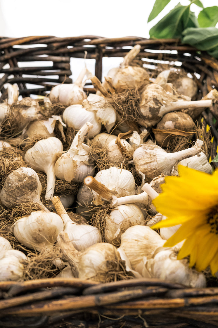 Basket Of Garlic