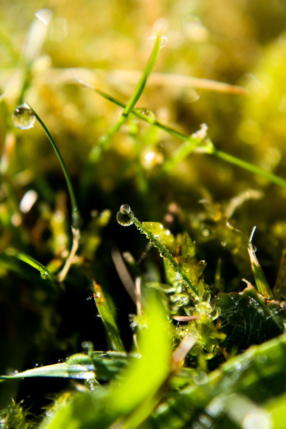 baubles of water hang from blades of grass