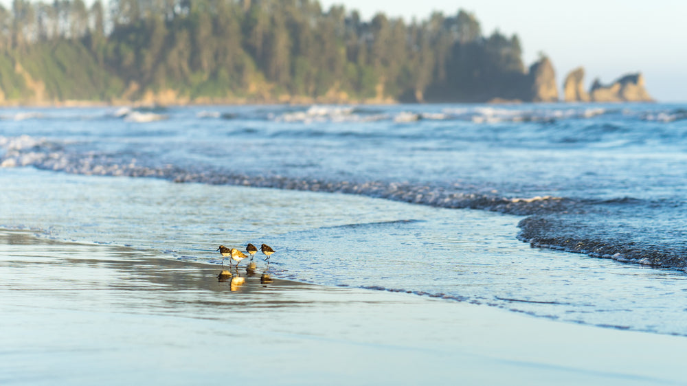 beach birds