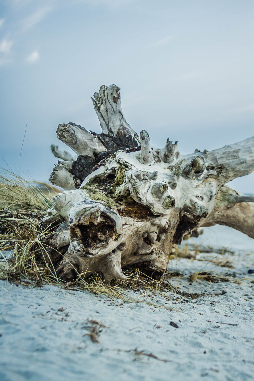 beach driftwood