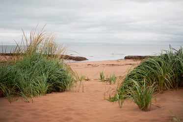 beach grass